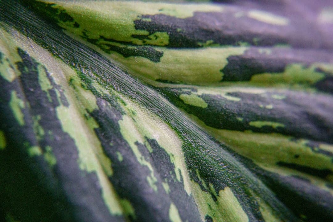 Fermentation issue showing surface growth